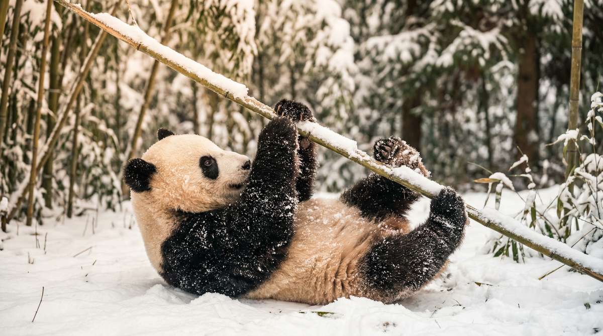 91今日推荐熊猫视频