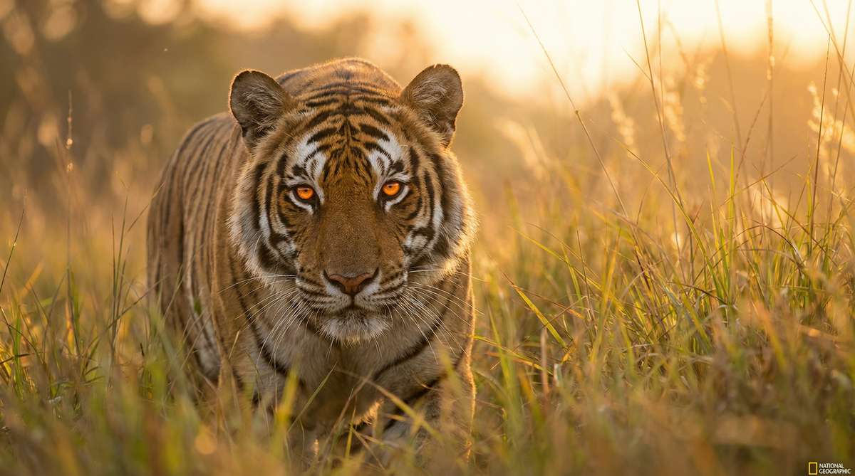 91今日推荐老虎视频